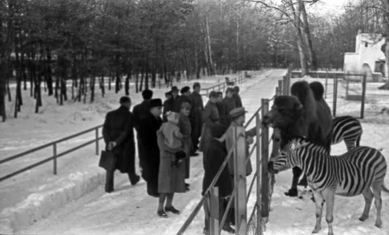 13. Zebre i deve u zimi