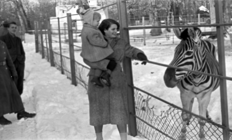 14. Zebre i deve zimi