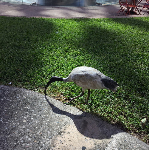 AKAROA NEW ZEALAND 61