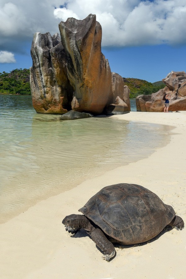 sejseli STB 5 Tortoise on Beach Curieuse 