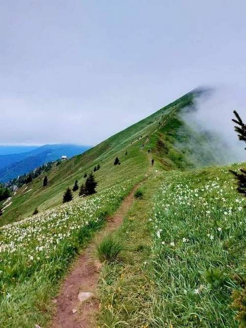 13.Golica u Slovenijiplanina narcisa
