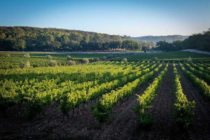 Peyrassol vendanges 2016 photo C Goussard 276 sur 441 1