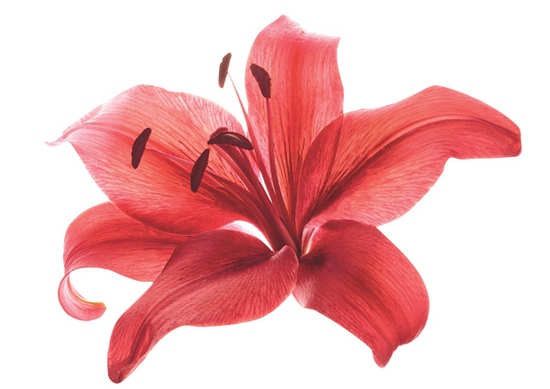 NUXE-PRESS Page 1 cr