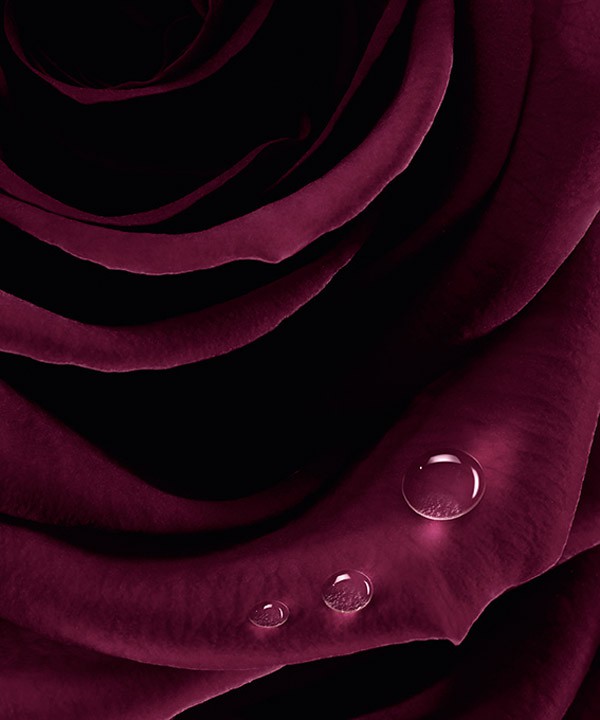 Sisley-Black-Rose-Precious-oil