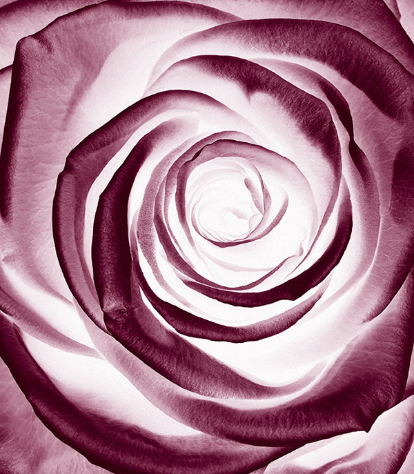 Sisley-Black-Rose