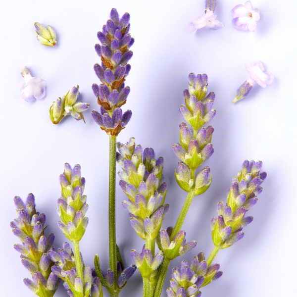 NIVEA Lavanda