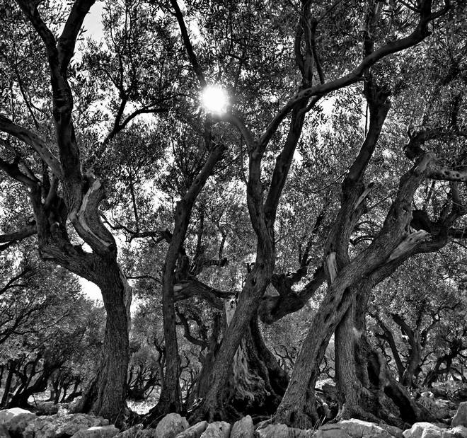 LapicCRESKA MASLINA OD SUNCA