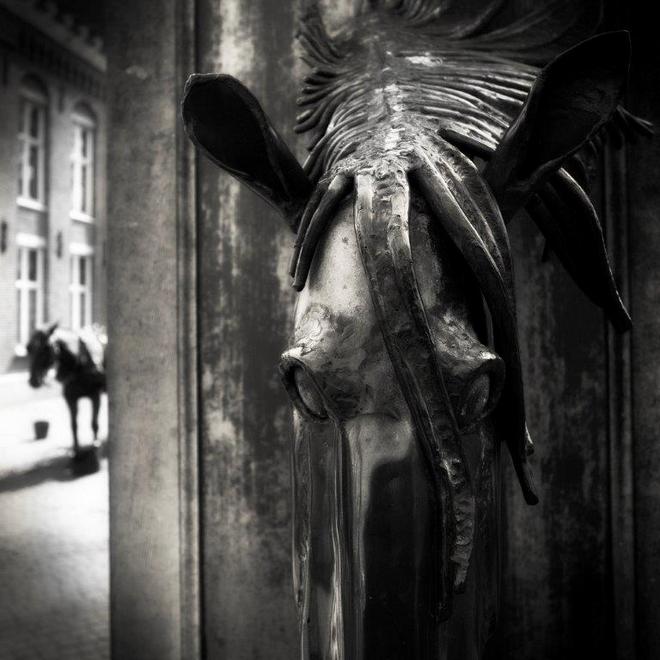 two horses