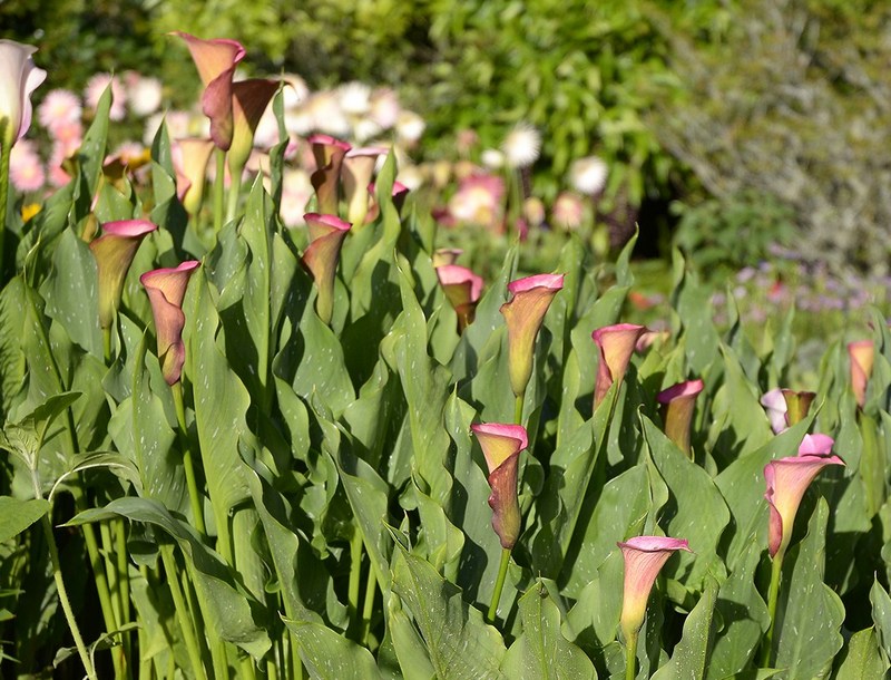 0280 edit-tree-church-barry-cox