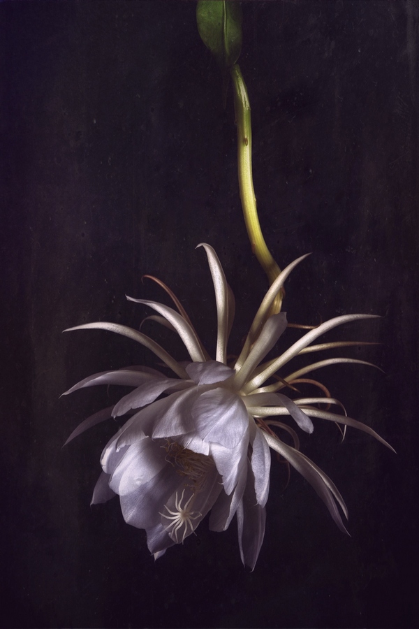 CIERGE-DE-LUNE-ARTWORK