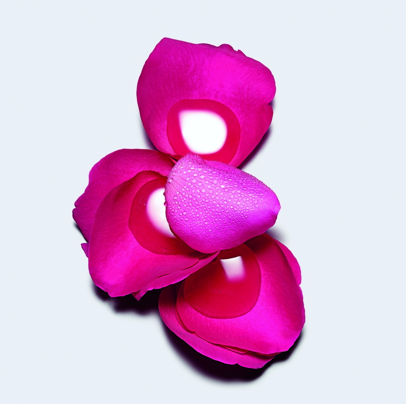 MISS DIOR ROSEE F39 HR cr
