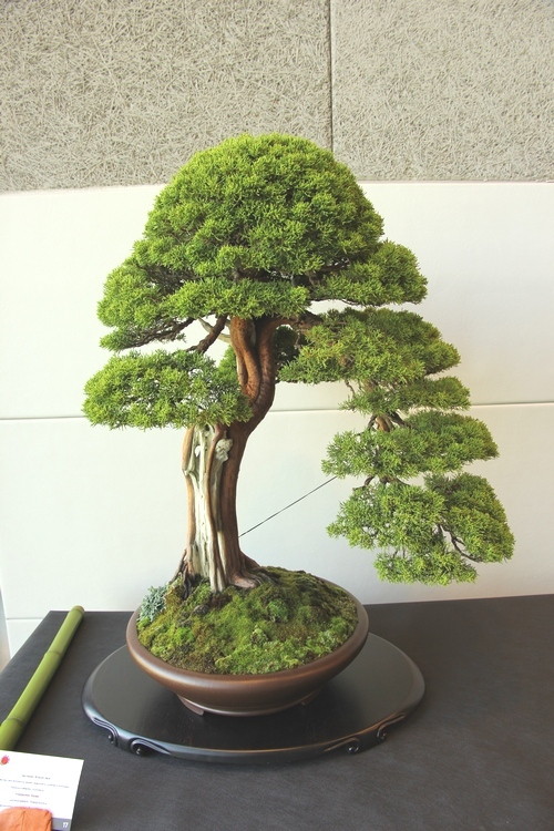 Bonsai 4