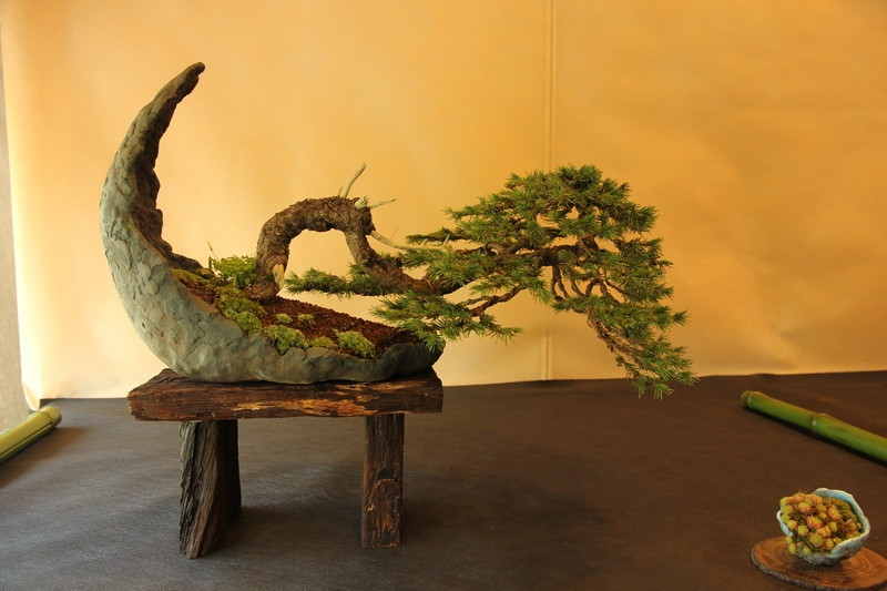 Bonsai 5