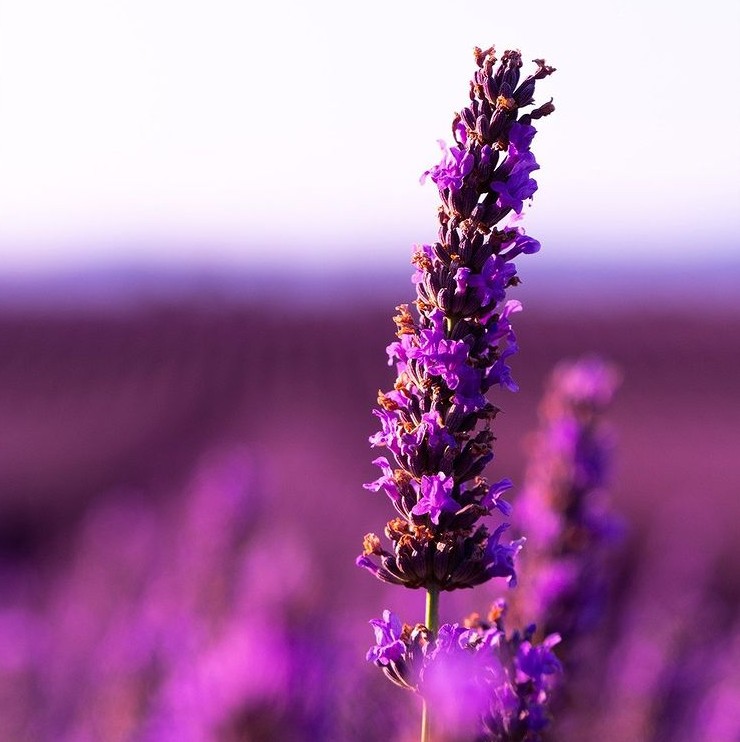 lavanda