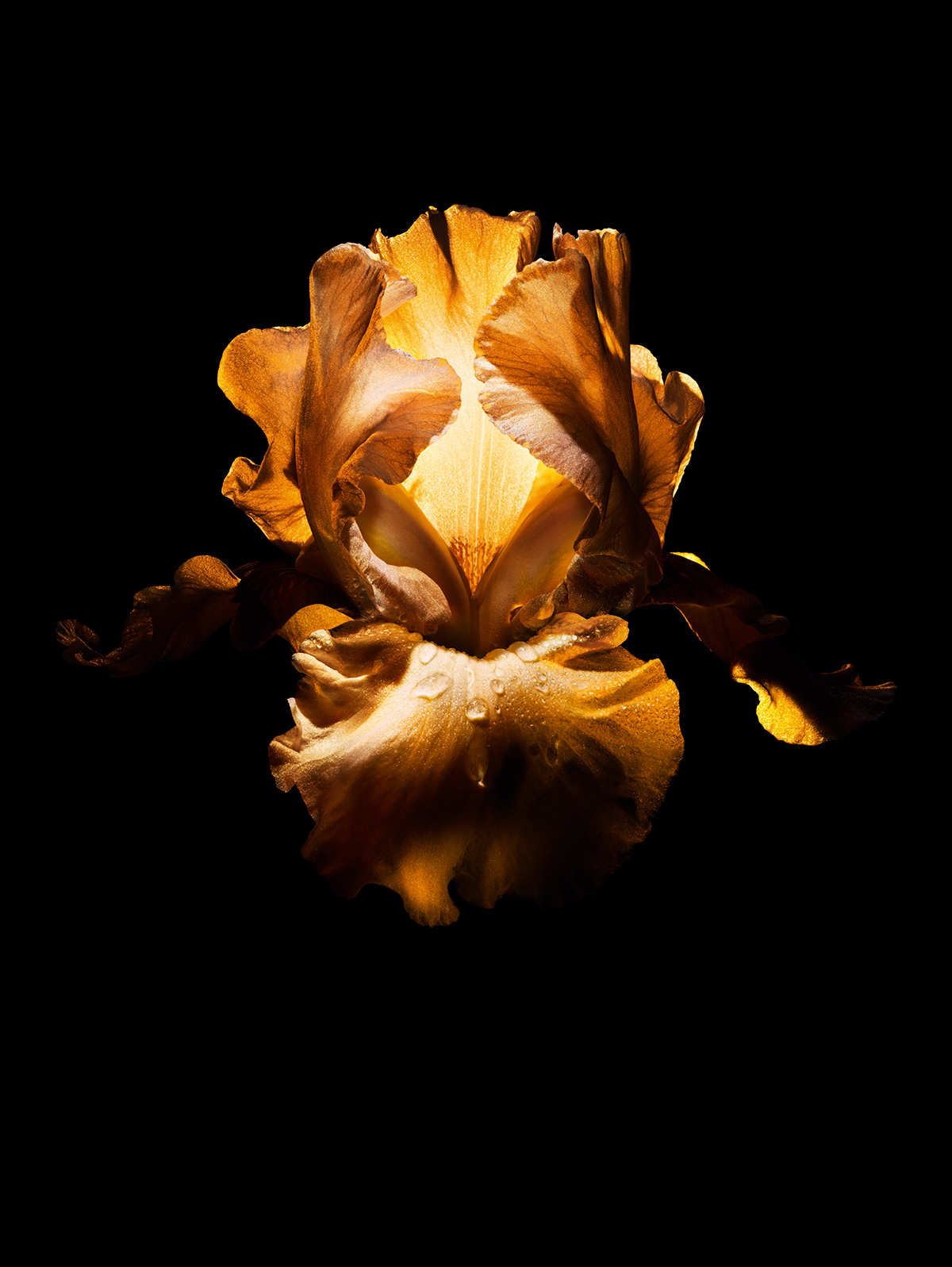 dior hommeIRIS L4 F39