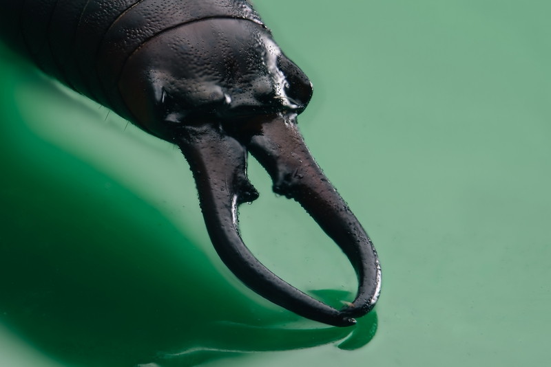 European Earwig back