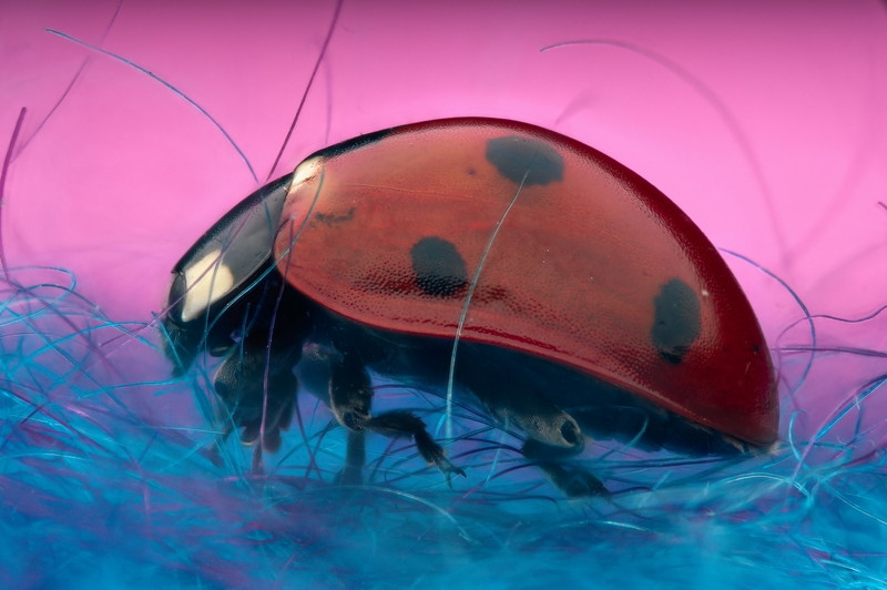 Seven Spot Ladybird side