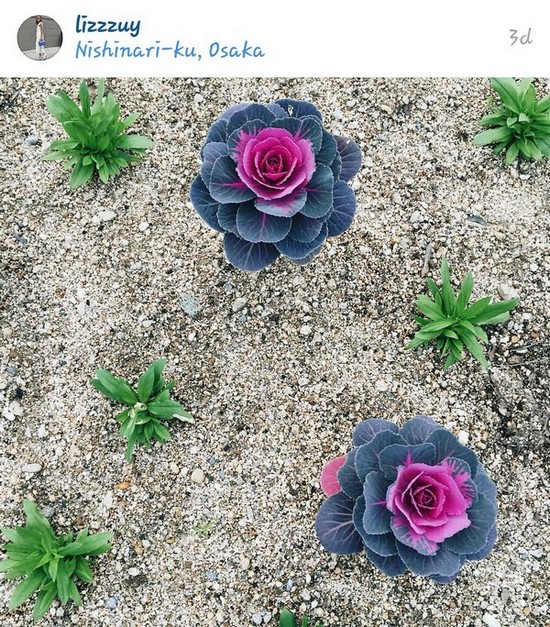 INSTA LIFE LIZ UY5