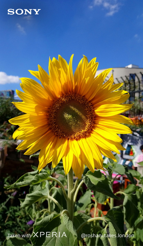 SonyXperia Roshani newlockup15