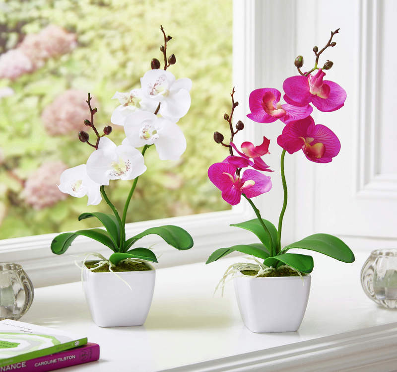 cuckooland 876247 cr