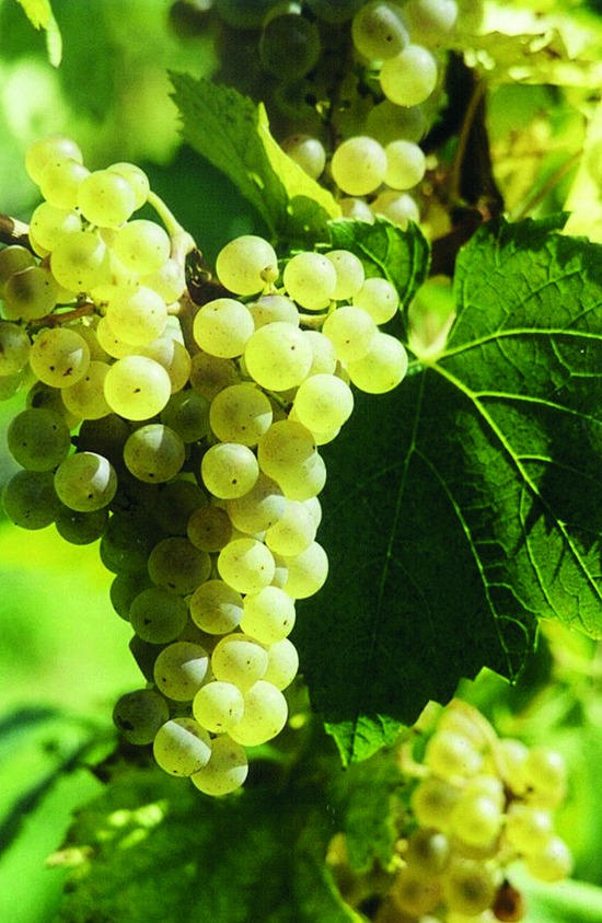 Istenic CHARDONNAY 01